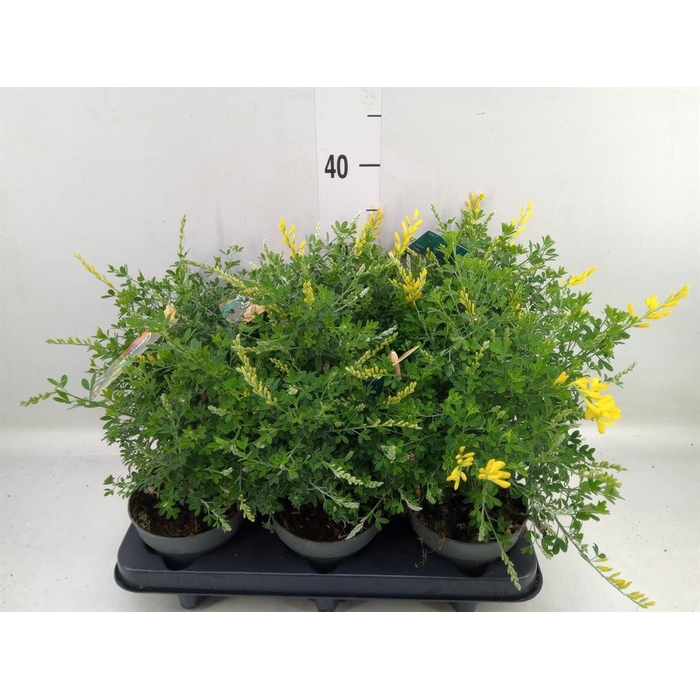 <h4>Genista spachiana</h4>