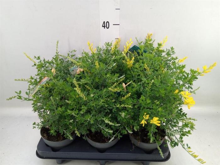 Genista spachiana