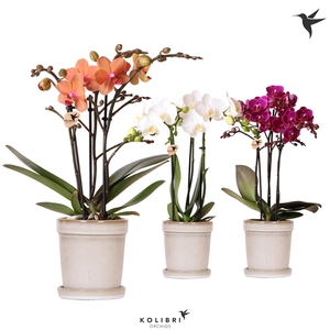 Kolibri Orchids Phalaenopsis mix 3 spike in Flower pot sand