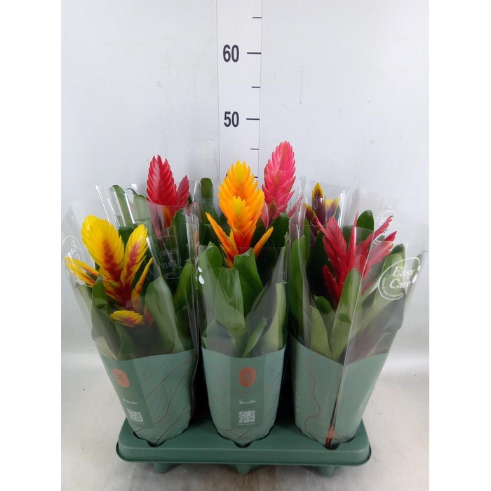 <h4>Vriesea   ...mix</h4>