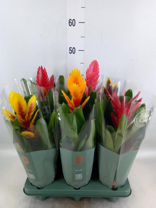 <h4>Vriesea   ...mix</h4>