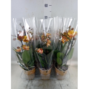 Phalaenopsis multi. 'Ant Las Vegas'