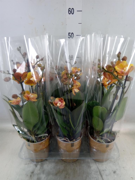 <h4>Phalaenopsis multi. 'Ant Las Vegas'</h4>