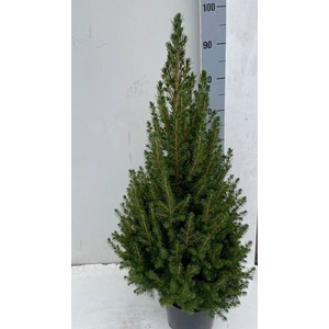 PICEA GL CONICA