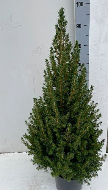PICEA GL CONICA