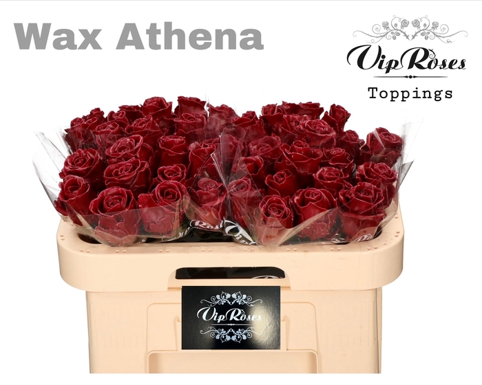 <h4>R GR WAX BORDEAUX (ATHENA) x40 (50cm)</h4>