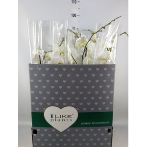 Phalaenopsis   ...white