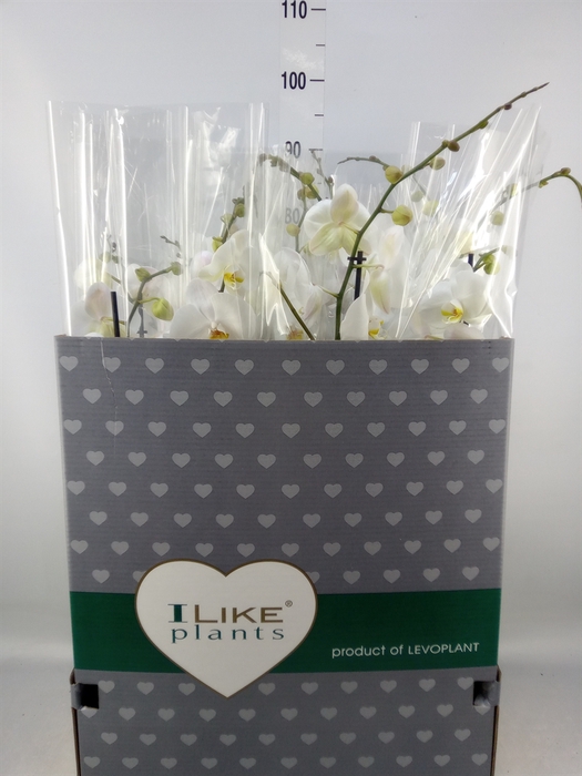 <h4>Phalaenopsis   ...white</h4>
