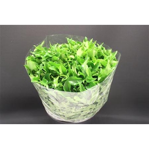 Hedera Blad Italie