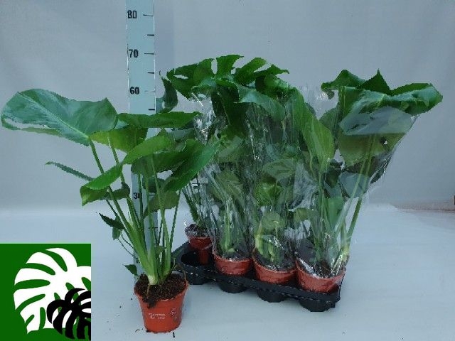 <h4>MONSTERA DELICIOSA P14</h4>