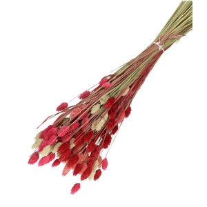 Dried flowers Phalaris mix 65cm 100g