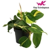 Philondendron Brasil Scandens