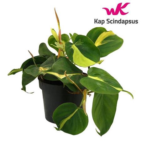 <h4>Philondendron Brasil Scandens</h4>