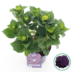 Hydrangea macr. Forever & Ever® Paars C5 (23cm.) Kn.