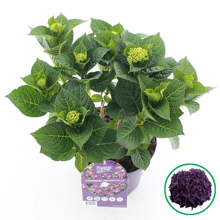 <h4>Hydrangea macr. Forever & Ever® Paars C5 (23cm.) Kn.</h4>