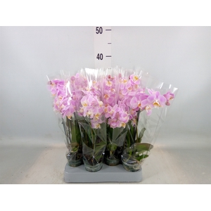 Phalaenopsis multi.   ...rose