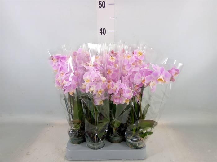 <h4>Phalaenopsis multi.   ...rose</h4>