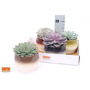 Echev Gem Decopot
