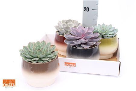 <h4>Echev Gem Decopot</h4>