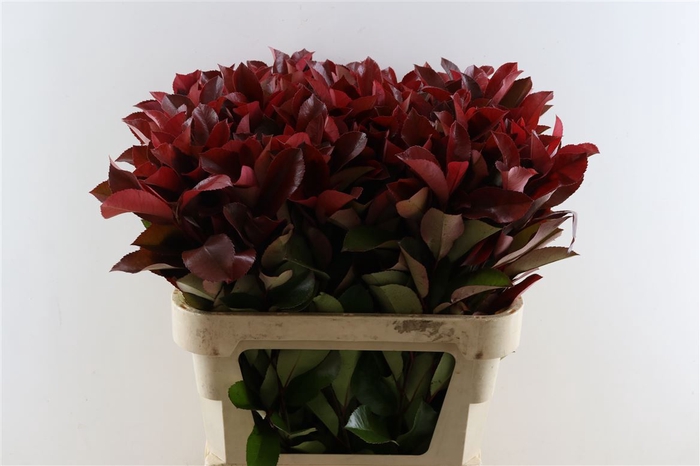 <h4>Photinia F Red Robin</h4>