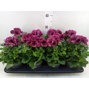 Pelargonium gran.   ..