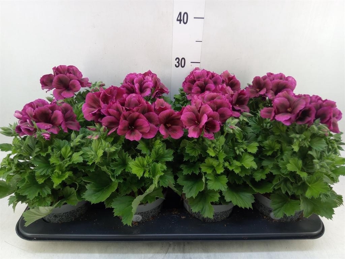 <h4>Pelargonium gran.   ..</h4>