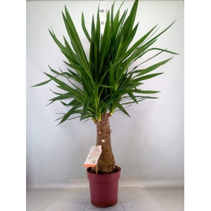 Yucca elephantipes   ...