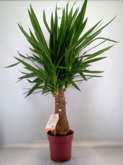 <h4>Yucca elephantipes   ...</h4>