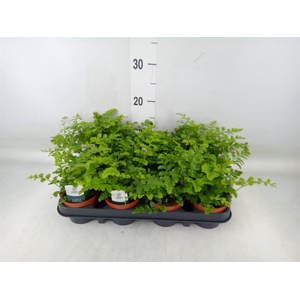 Asplenium  'Parvati'