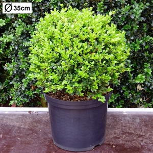 Buxus microphylla 'Faulkner' 35cm bol