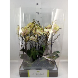 Phalaenopsis   ...yellow