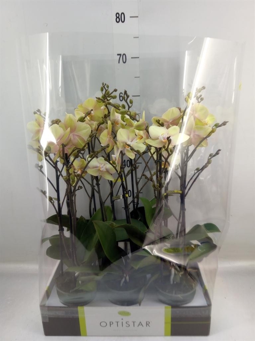 <h4>Phalaenopsis   ...yellow</h4>