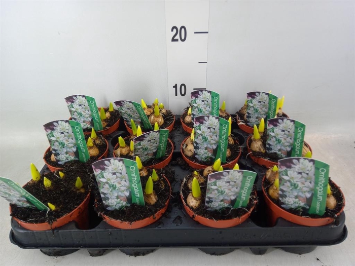 <h4>Ornithogalum balansae</h4>