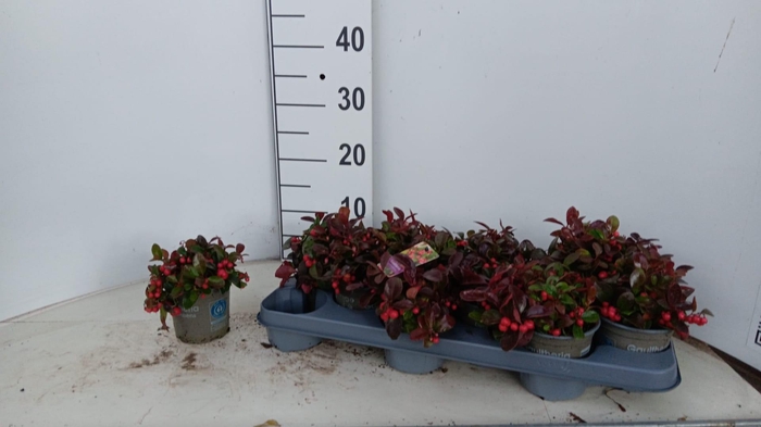 <h4>GAULTH PROCUMBENS</h4>