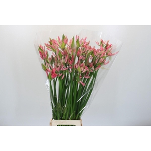 Nerine Lilac