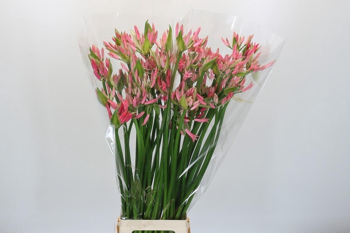<h4>Nerine Lilac</h4>