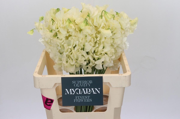 <h4>LATHYRUS CREAM JAPAN*</h4>