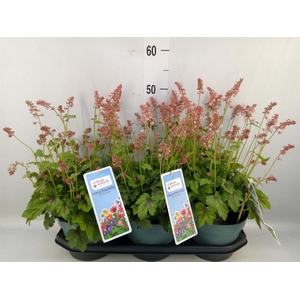 Heucherella  'Pink Revolution'