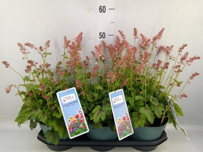 <h4>Heucherella  'Pink Revolution'</h4>