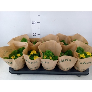 Calceolaria herbeohybrida