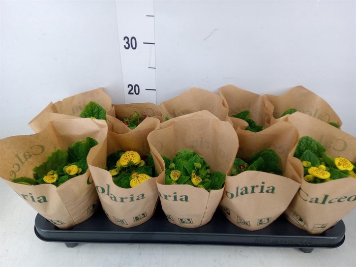 <h4>Calceolaria herbeohybrida</h4>