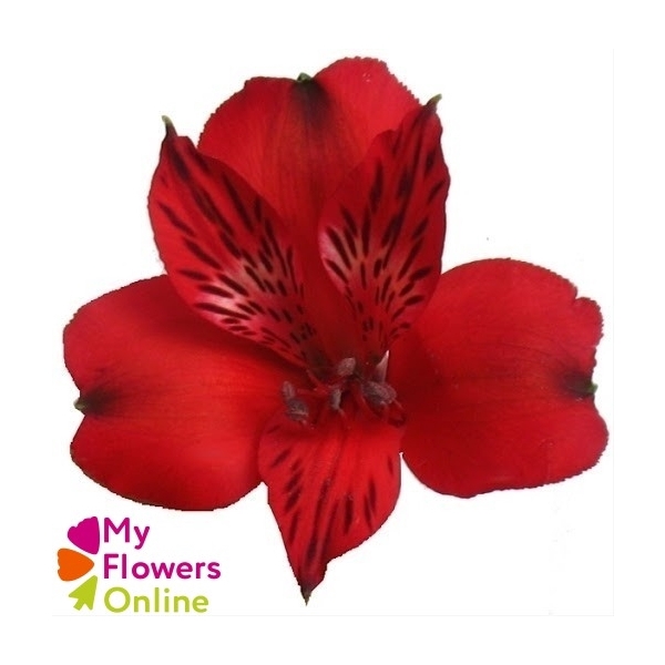 <h4>Alstr Perfection Red 80cm CO</h4>