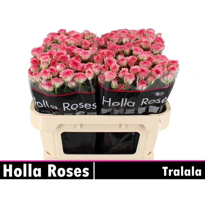 <h4>R TR TRALALA</h4>