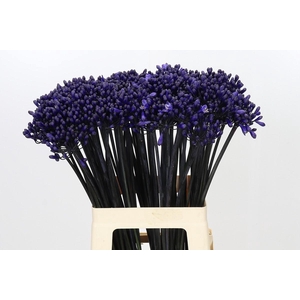 Agapanthus Intermedius