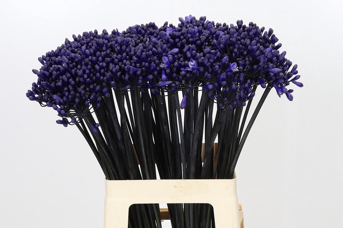 <h4>Agapanthus Intermedius</h4>