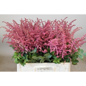 Astilbe Loud And Proud