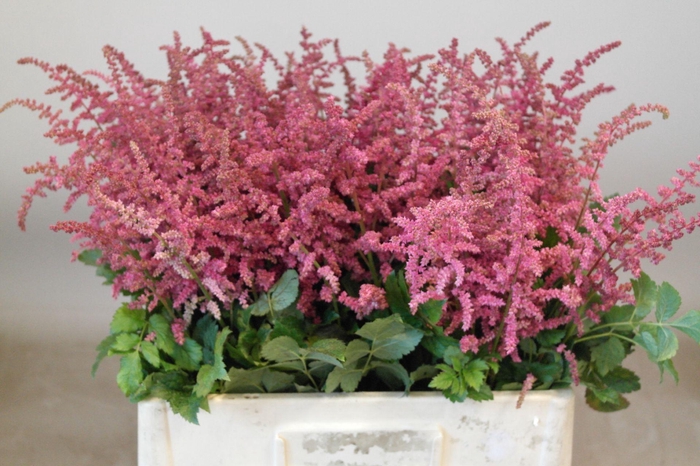 <h4>Astilbe Loud And Proud</h4>