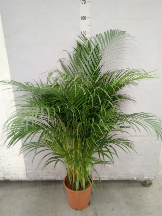 <h4>Dypsis lutescens   ...Chrysalidoca</h4>