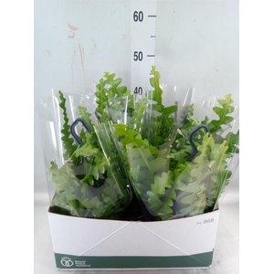 Epiphyllum anguliger