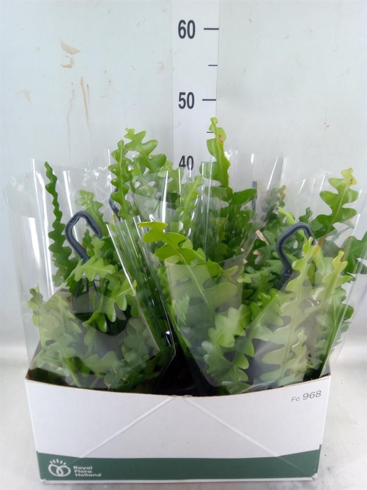 <h4>Epiphyllum anguliger</h4>